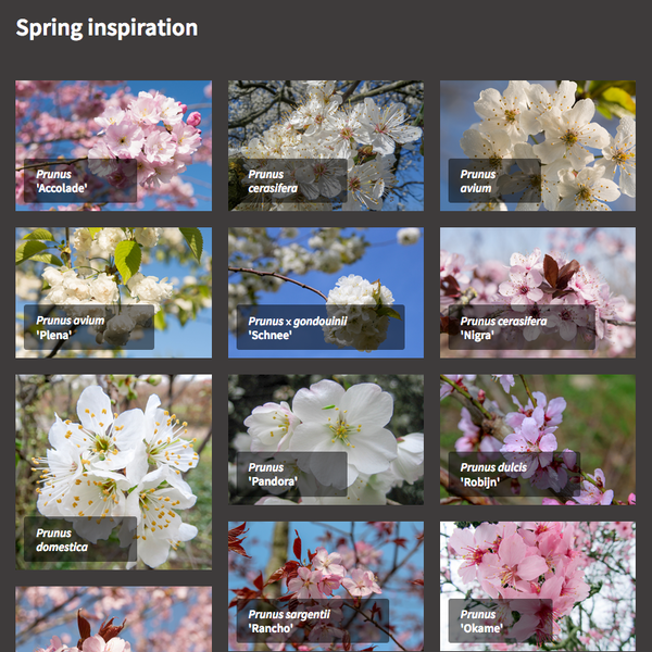 New in the TreeEbb: Compare trees and create mood boards