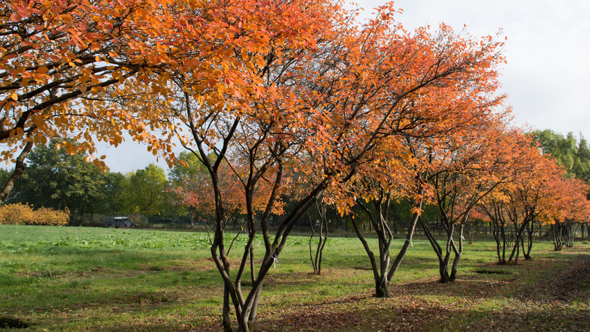 Amelanchier lamarckii TreeEbb Baumsuchmaschine im