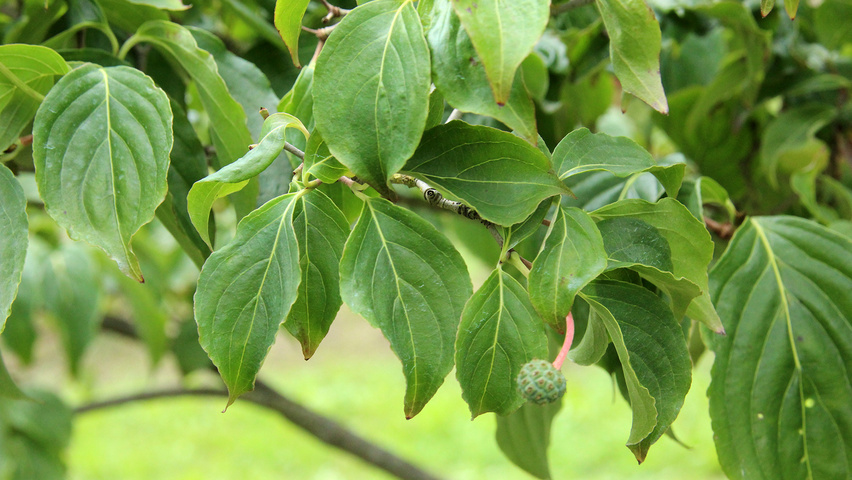 cornus mas feuille cornus mas feuille