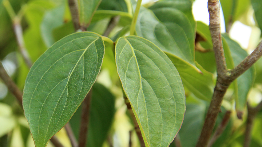 cornus mas feuille cornus mas feuille