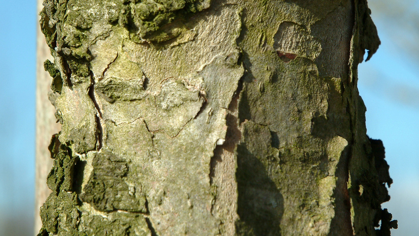 images of cornus mas bark images of cornus mas bark