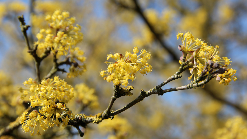 cornus mas feuille cornus mas feuille