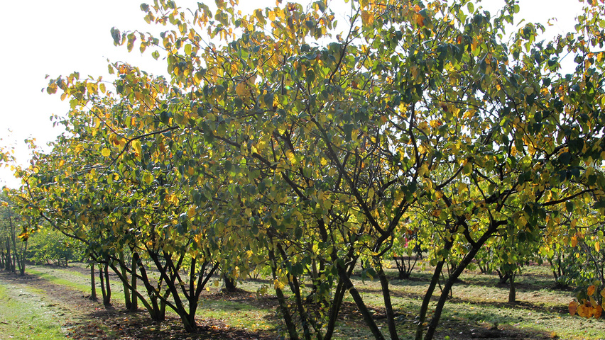 Cydonia oblonga 'Vranja' TreeEbb Online treefinding