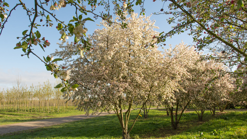 malus evereste ebben treeebb