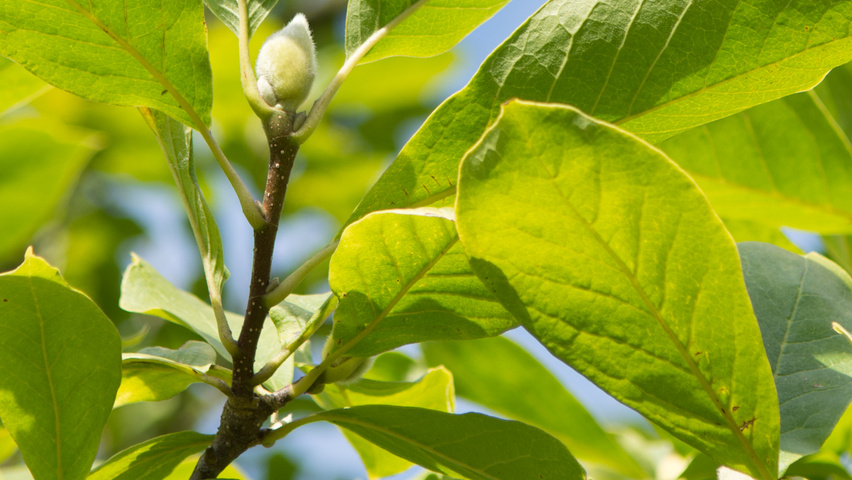 Magnolia x soulangeana ‘Rustica Rubra’ | TreeEbb | Le moteur de