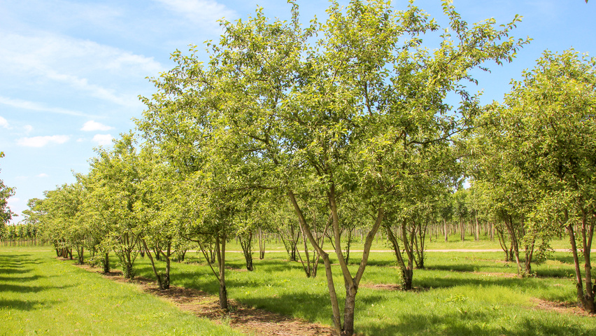 malus evereste meerstammig parasol ebben treeebb