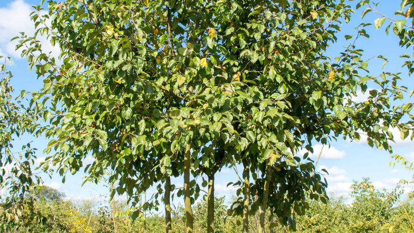 malus evereste parasol meerstammig ebben