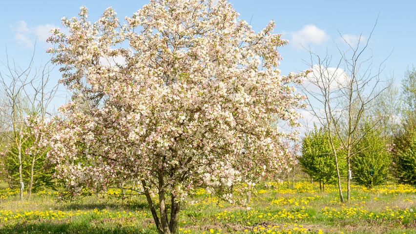 malus evereste meerstammig parasol ebben treeebb stem