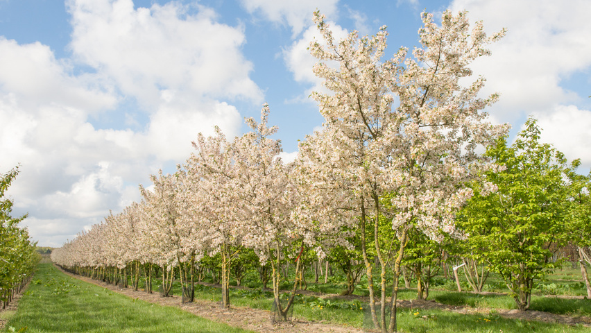 Malus Evereste Parasol Tree