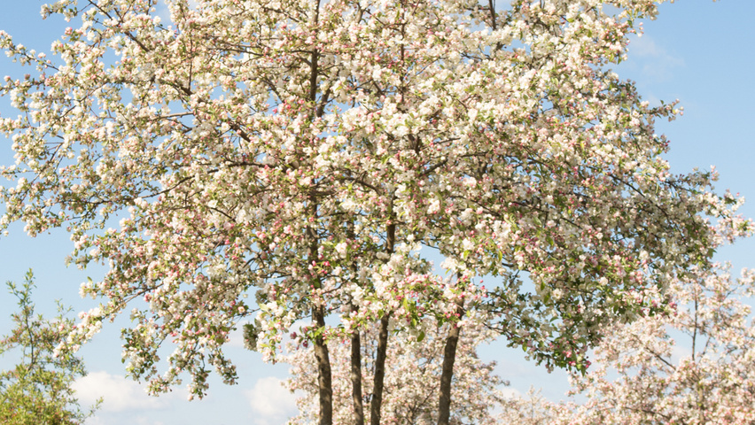 malus evereste parasol meerstammig ebben treeebb