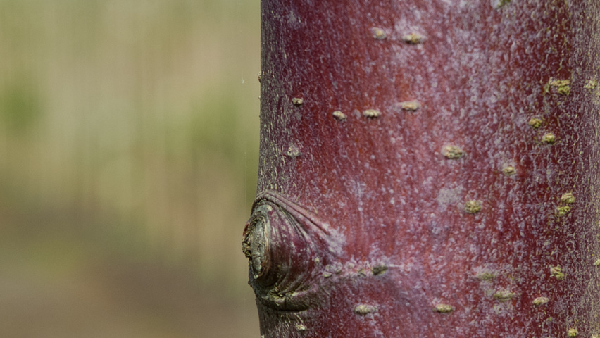 Malus 'Mokum' bast