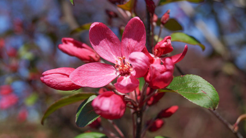 Malus 'Mokum' bloem
