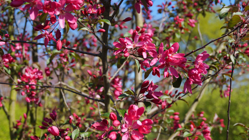 Malus 'Mokum' bloem