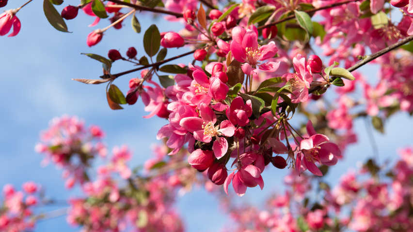 Malus 'Mokum' bloem