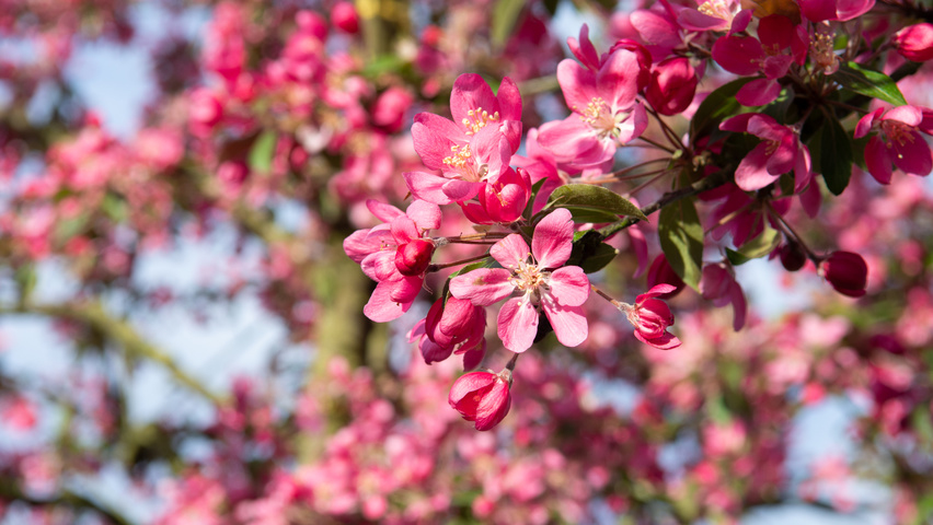 Malus 'Mokum' bloem