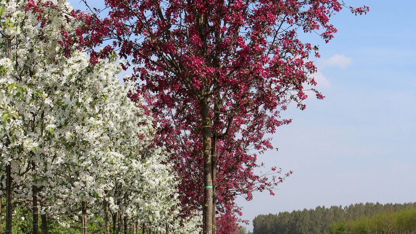 Malus 'Mokum' hoogstam