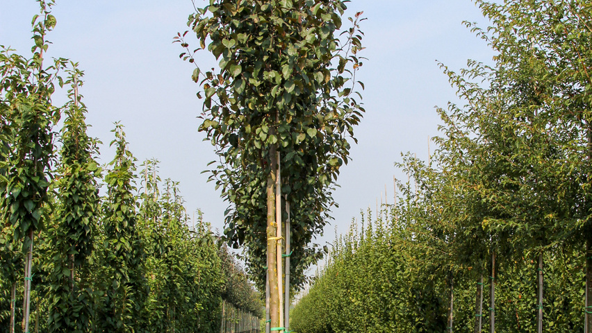 Malus 'Mokum' hoogstam