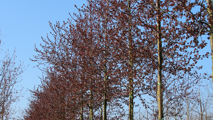 Malus 'Mokum' hoogstam