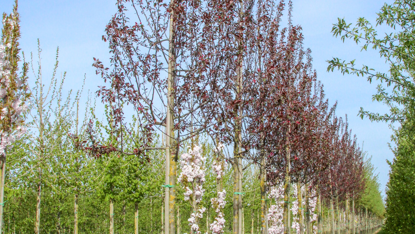 Malus 'Mokum' hoogstam