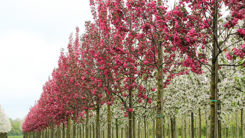 Malus 'Mokum' hoogstam