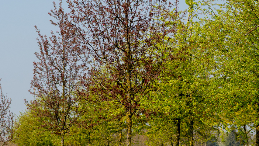 Malus 'Mokum' hoogstam