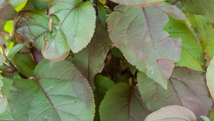Malus 'Mokum' blad