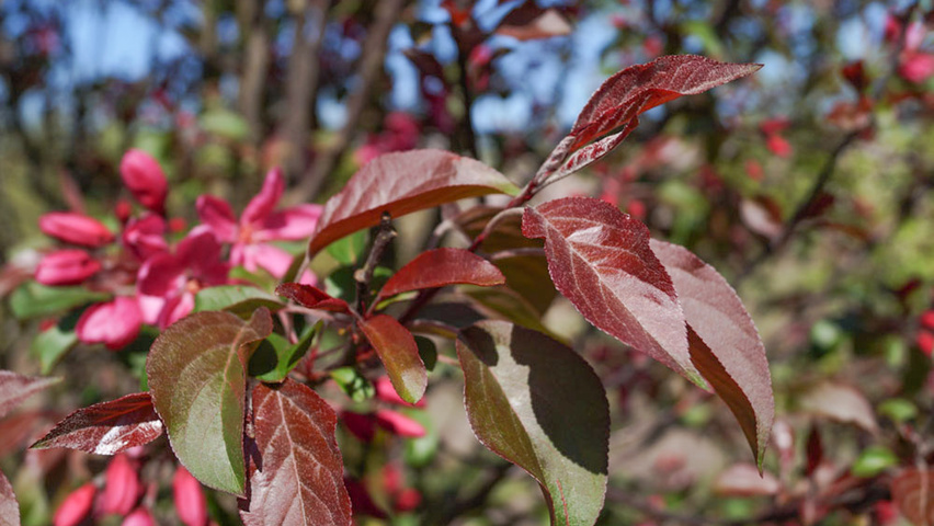 Malus 'Mokum' blad