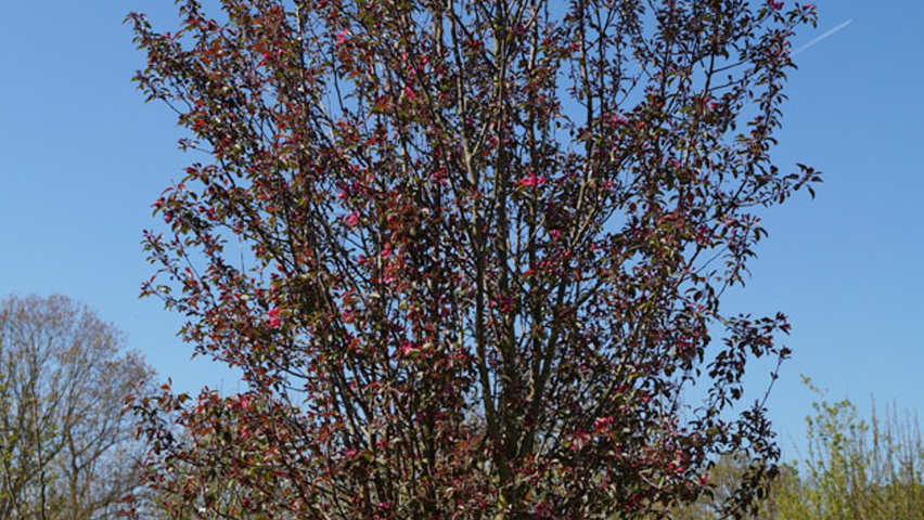 Malus 'Mokum' meerstammig