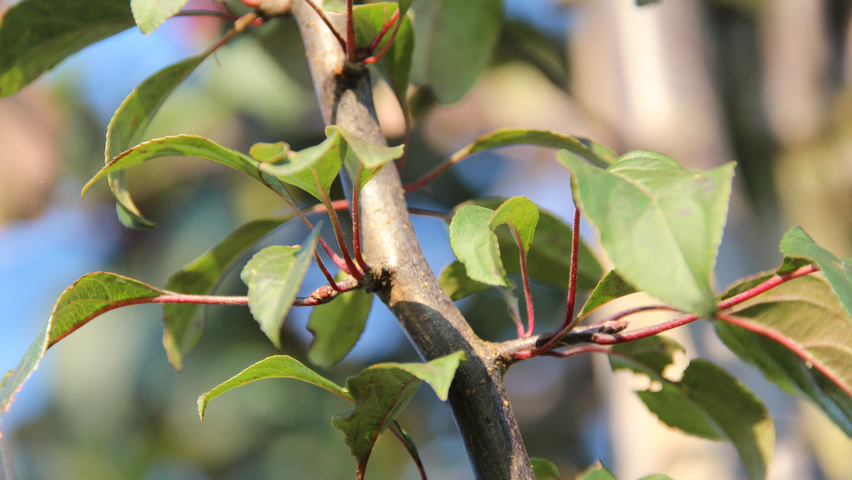 Malus 'Mokum' twijgen