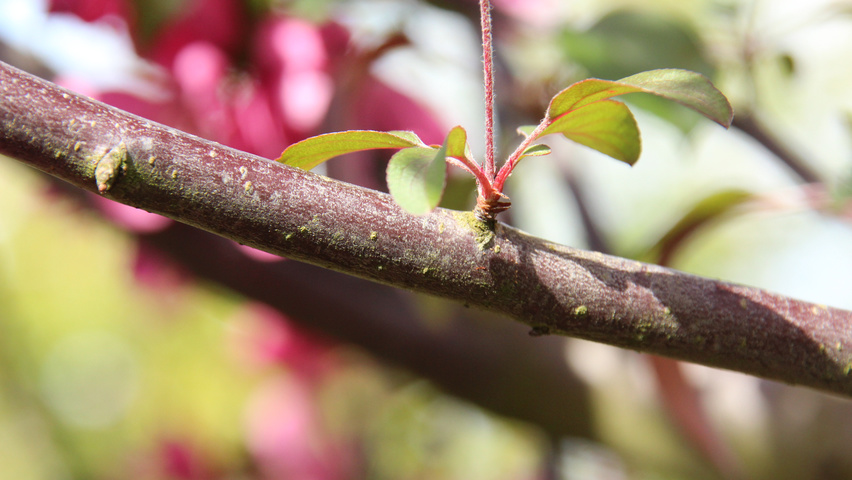 Malus 'Mokum' twijgen