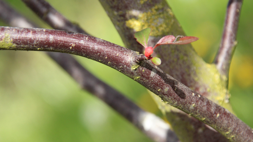 Malus 'Mokum' twijgen
