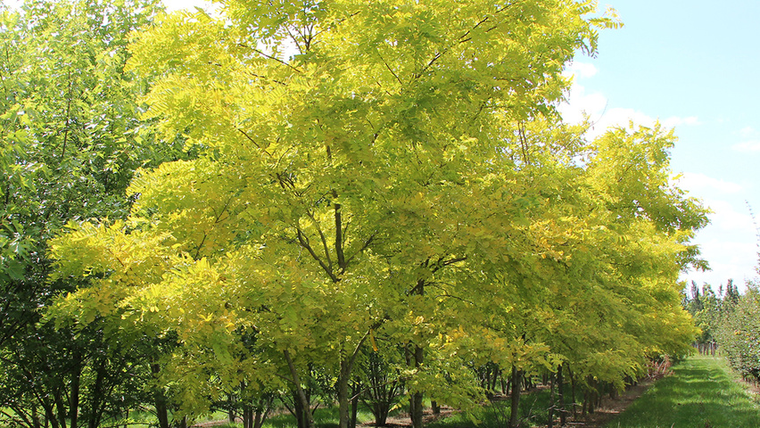 Robinia pseudoacacia 'Frisia' TreeEbb Online tree