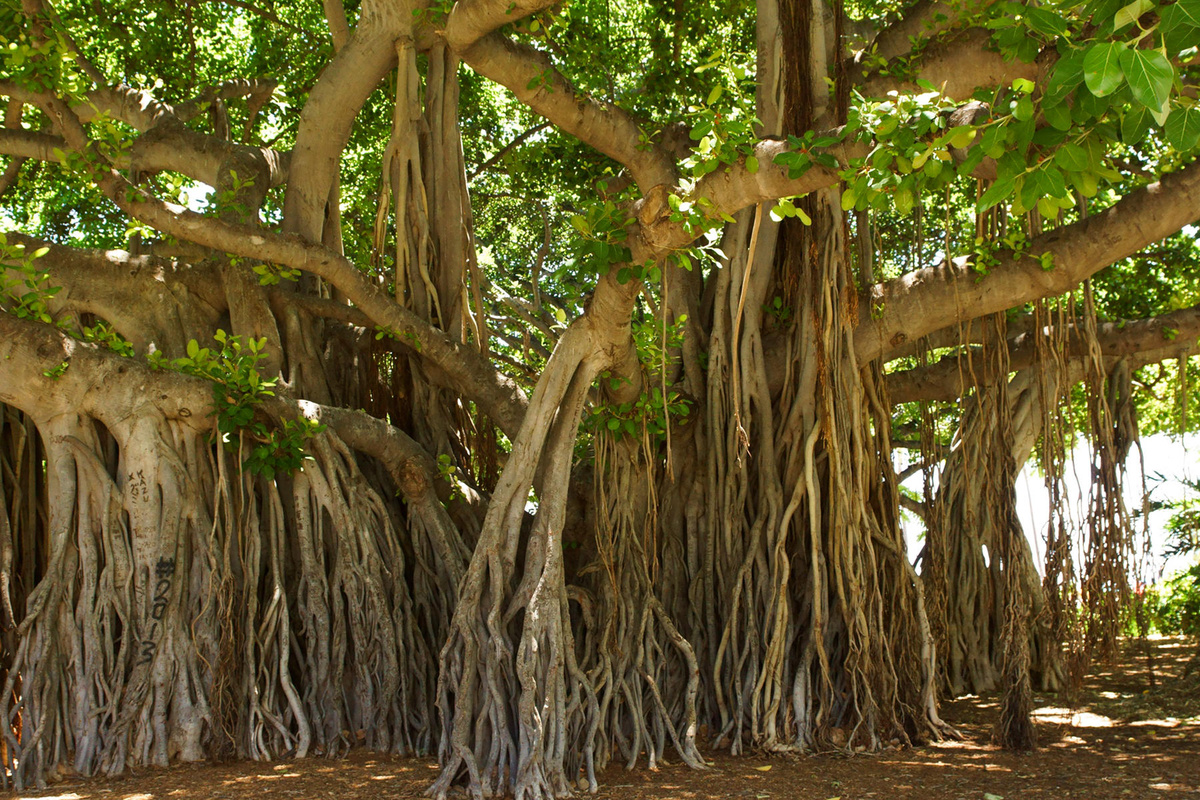 Ficus Religiosa Trees