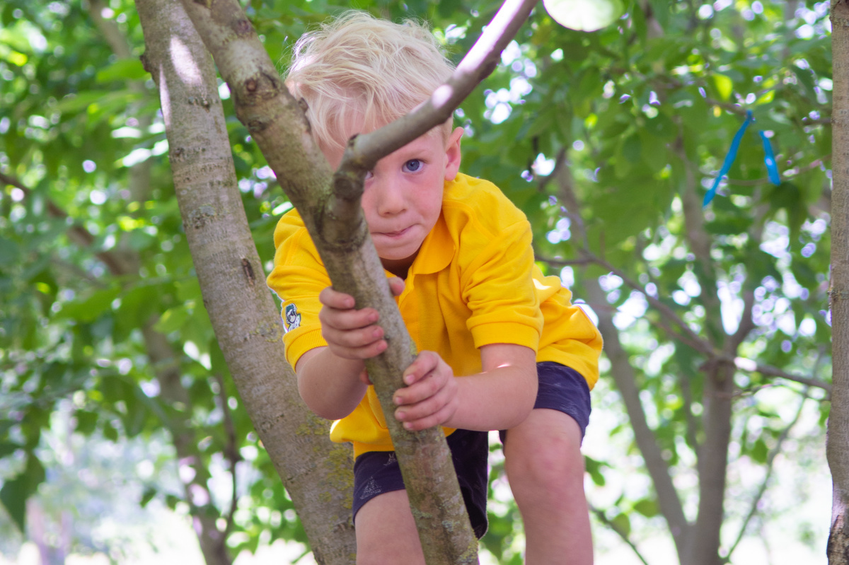 Can you climb a tree. Лазать по деревьям. Мальчик на дереве. День лазанья по деревьям. Дети лазят по деревьям.