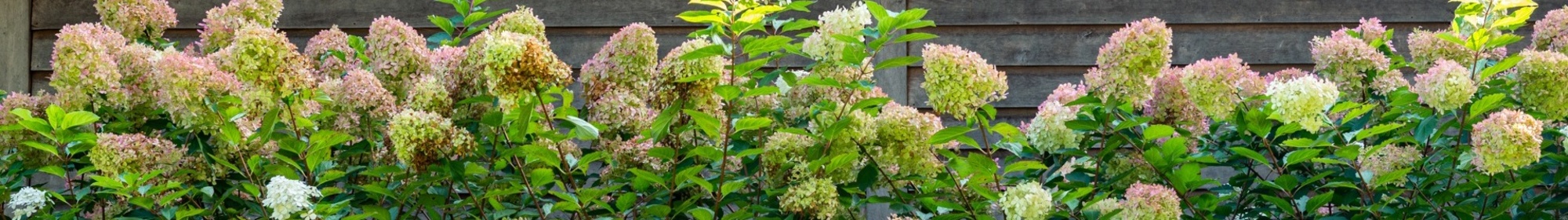 Kennisbank: Ontwerpen met bomen en biodiversiteit