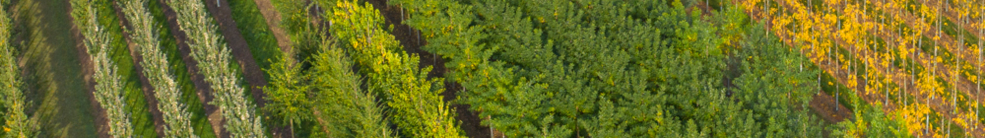 Kennisbank: Blad- en naaldziekten