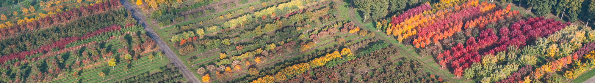 Voorbereiding & aanplant