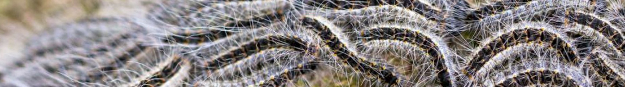 Ziekte & aantastingen