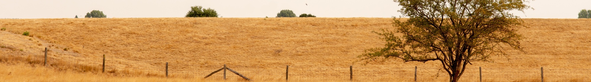 Watergeven & droogte
