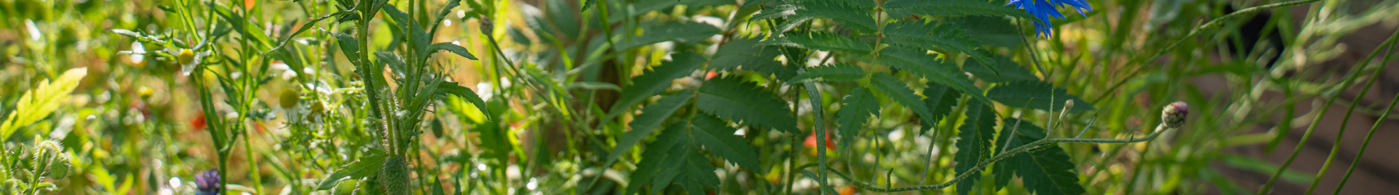 Kennisbank: Bomen en ecosysteemdiensten 