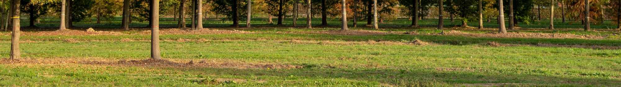 Kennisbank: De basisbehoeften van een boom
