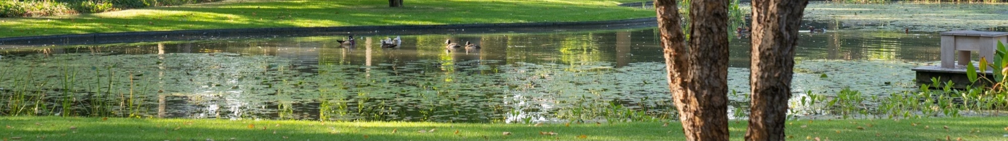 Kennisbank: Biodiversiteit en bomen 