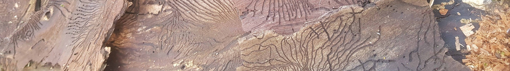 Kennisbank: Verwelkingsziekten