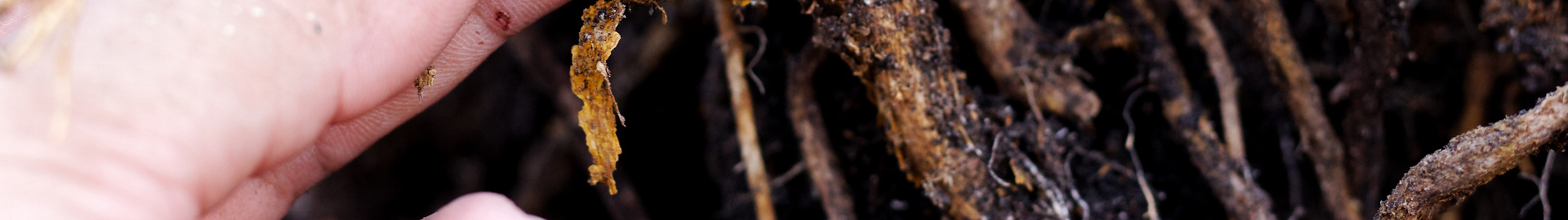 Kennisbank: Overbewatering 