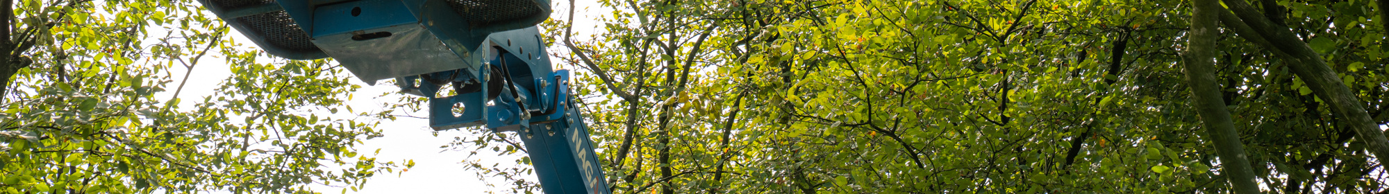 Kennisbank: Onderhoudssnoei probleemtakken