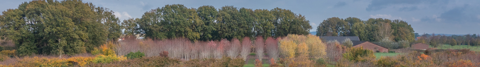 Kennisbank: Locatie van de boom