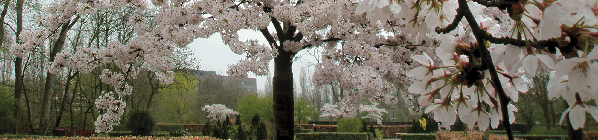 Rhijnhof Cemetery, Leiden, the Netherlands