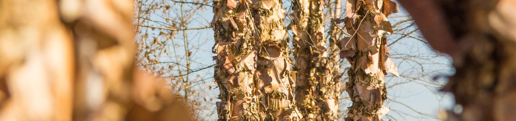 Bomen privétuin Boninne België