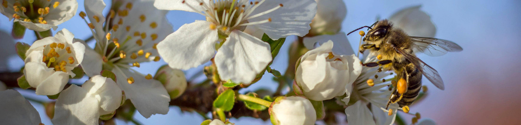 Arbres et écologie