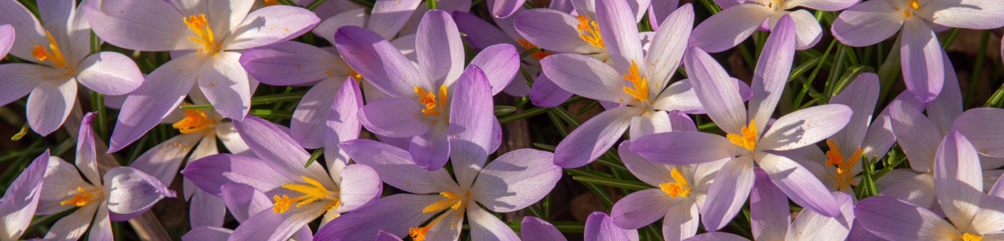 Bulbes à fleurs